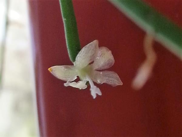 http://www.cloudjungle.com/cloudjungle/Cactaceae/Rhipsalis/noid 7 flower.jpg